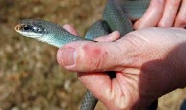 मध्य प्रदेश के सिवनी में सर्प दंश घोटाला: सांप के काटने से 30 बार मरा शख्स, करोड़ों का गबन