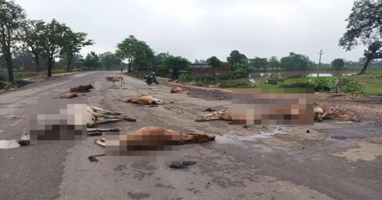 सड़क पर बैठे गौवंशों पर चढ़ा दी गाड़ी: 17 मवेशियों की मौत, 5 घायल