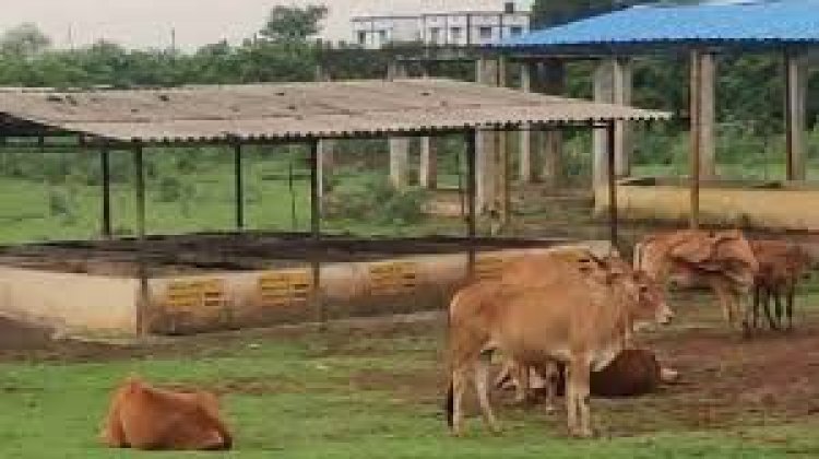 CG : गौधाम योजना की होगी शुरुआत, गाय चराने वालों को प्रतिमाह मिलेंगे 10,916 रुपये