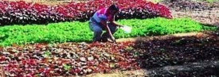 छत्तीसगढ़ के इस जिले में अनोखा भाजी महोत्सव,60 तरह की भाजियों की लगेगी प्रदर्शनी, 10 भाजी दीदियों का सम्मान भी