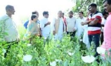 दुर्ग : समोदा पहुंचकर भूपेश बघेल ने किया खेत का मुआयना, अफीम खेती को लेकर भाजपा पर हमला