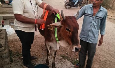 रोटरी क्लब का सराहनीय प्रयास: 175 गोवंश को बांधे रेडियम बेल्ट