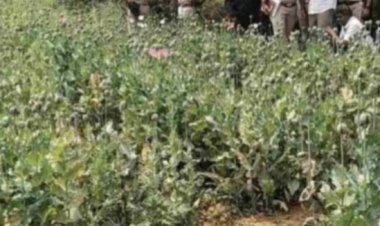 सब्जियों की आड़ में अफीम की खेती! रायगढ़ में लगातार बढ़ रहे अवैध कारोबार के मामले