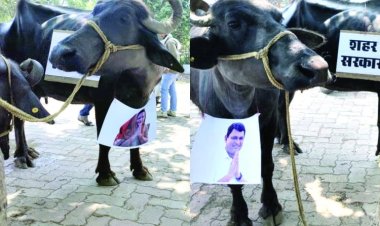 रिसाली में BJP पार्षदों का तंज भरा प्रदर्शन, भैंसों के सामने बीन बजाकर “शहर सरकार” को जगाया