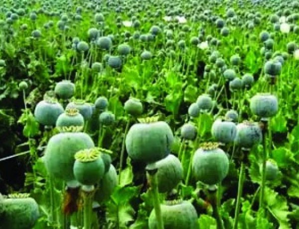 दुर्ग में अवैध अफीम की खेती का भंडाफोड़, डेढ़ एकड़ फसल जब्त