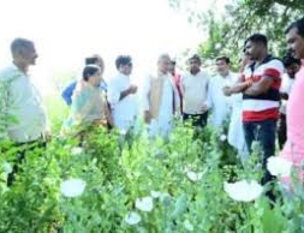 दुर्ग : समोदा पहुंचकर भूपेश बघेल ने किया खेत का मुआयना, अफीम खेती को लेकर भाजपा पर हमला