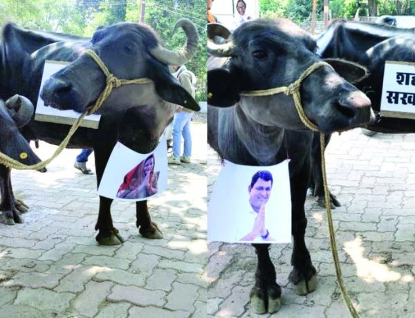 रिसाली में BJP पार्षदों का तंज भरा प्रदर्शन, भैंसों के सामने बीन बजाकर “शहर सरकार” को जगाया