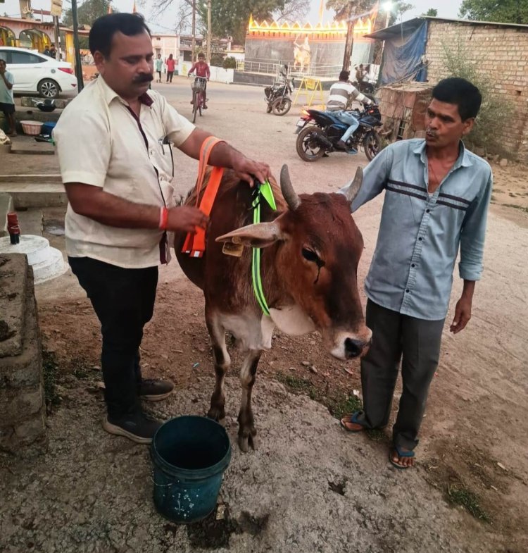 रोटरी क्लब का सराहनीय प्रयास: 175 गोवंश को बांधे रेडियम बेल्ट