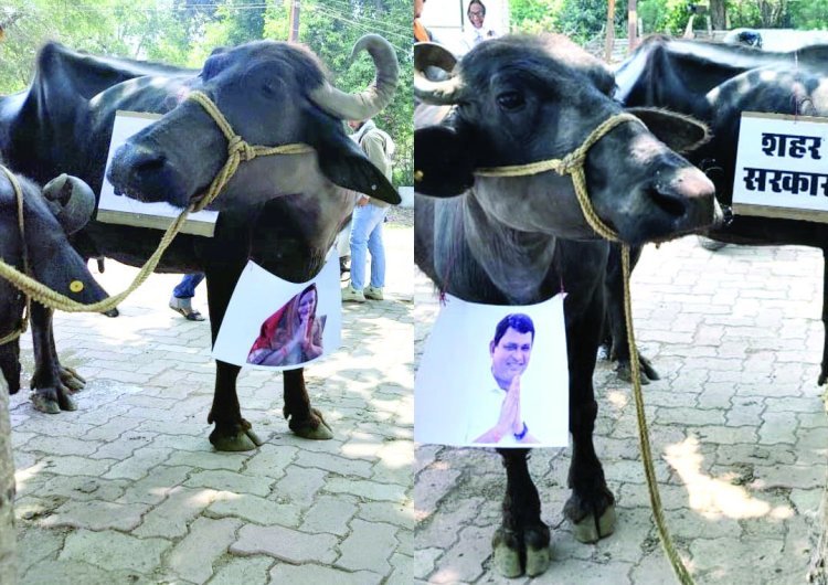 रिसाली में BJP पार्षदों का तंज भरा प्रदर्शन, भैंसों के सामने बीन बजाकर “शहर सरकार” को जगाया